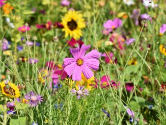 Wild Flower Garden