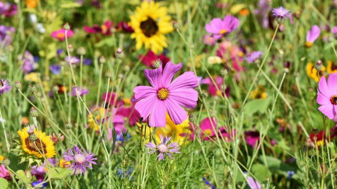 Wild Flower Garden